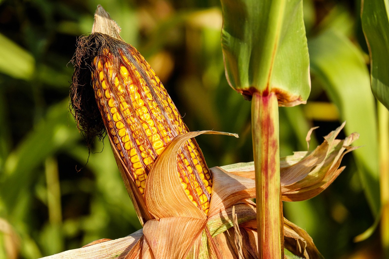 Can You Use a Meat Grinder to Crack Corn? The Definitive Guide to Grinding Grains