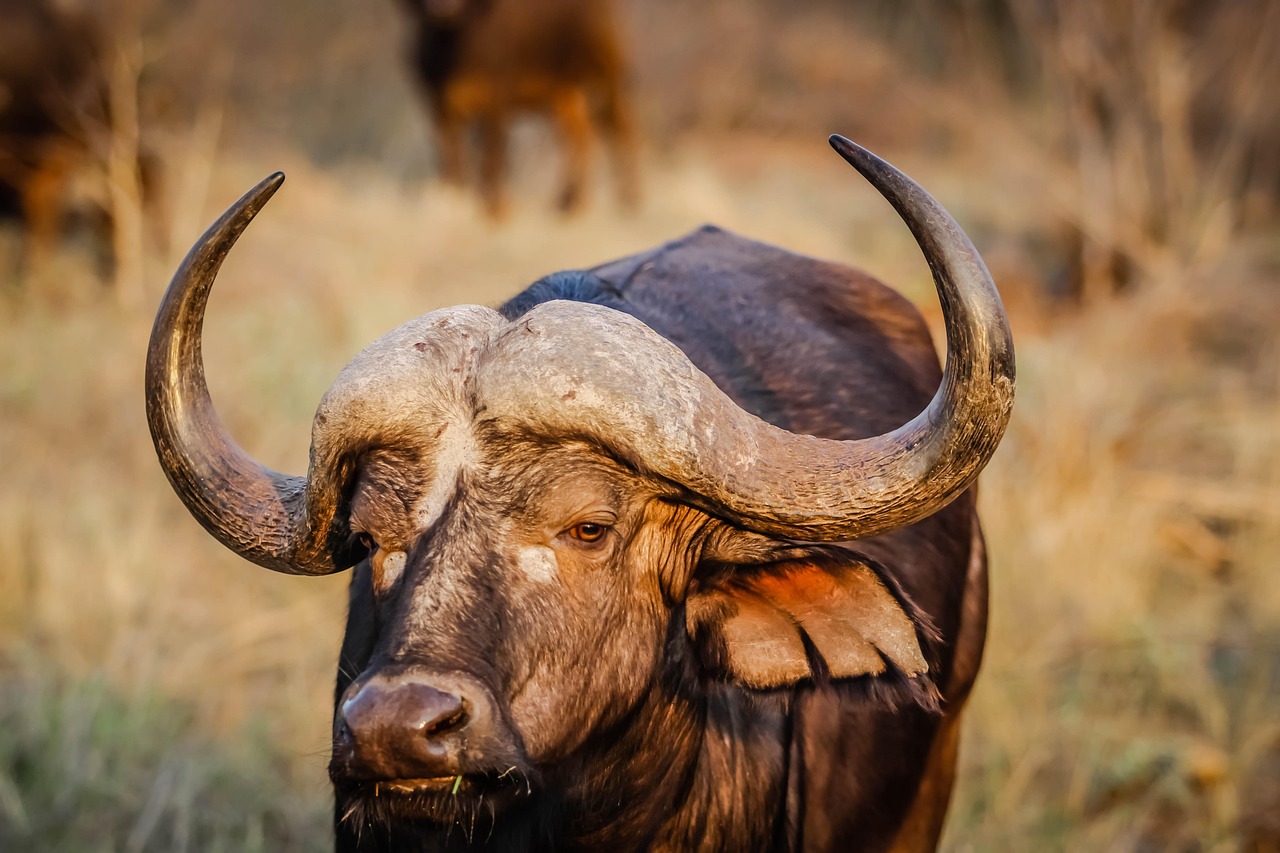 The Definitive Guide to Buffalo Meat (Bison): Sourcing, Nutrition, and Grinding Techniques